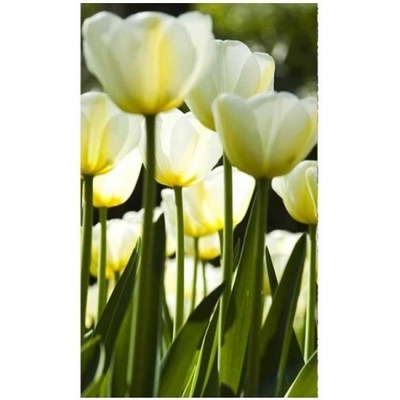 DIMEX MS-2-0127 Vliesová fototapeta na zeď Biele tulipány, rozmery 150 x 250 cm