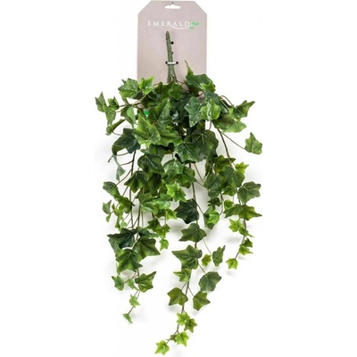 Popínavý brečtan zelený, 70cm