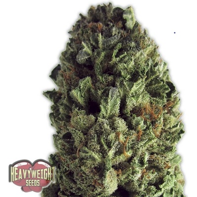Heavyweight Seeds Budzilla semena neobsahují THC 3 ks