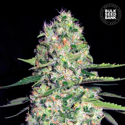 Bulk Seed Bank AUTO Jack Hair semena neobsahují THC 500 ks