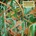 GRAVEYARD: INNOCENCE & DECADENCE CD