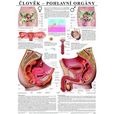 Plakát - Člověk - Pohlavní orgány
