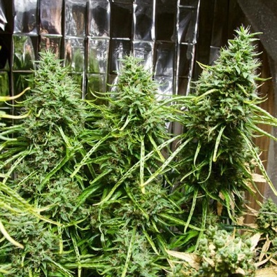 Ace Seeds Golden Tiger regular semienka neobsahujú THC 10 ks