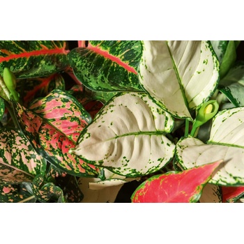 DIMEX ART s. r. o Флизелинов фототапет аглаонема 375 x 250 см