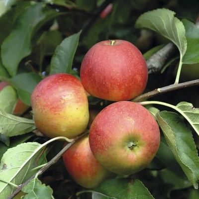 Jabloň jesenná BIO FloraSelf Bio Malus domestica 'Elstar' výška kmeňa 35-40 cm celková výška 80-90 cm kvetináč 5 l