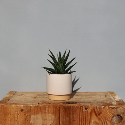 Haworthia Limifolia baby