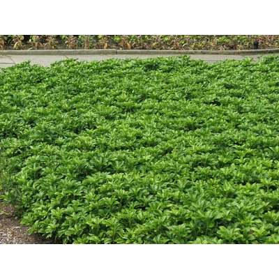 Pachysandra vrcholová Green Sheen, kont. 1 l