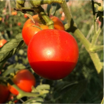 Paradajka kolíková F1 Harzfeuer - Solanum lycopersicum - Semená rajčiaka - 6 ks