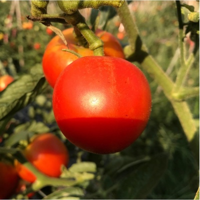 Paradajka kolíková F1 Harzfeuer - Solanum lycopersicum - Semená rajčiaka - 6 ks