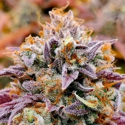 R-Kiem Seeds Cumbia semena neobsahují THC 3 ks