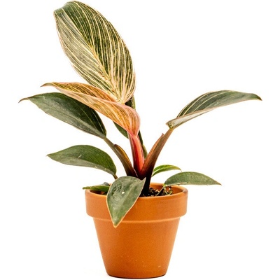 Gardners Philodendron Pink Bikini, průměr 6 cm Filodendron