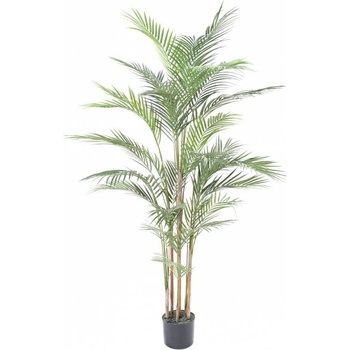 Areca palma, 150cm