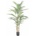 Areca palma, 150cm