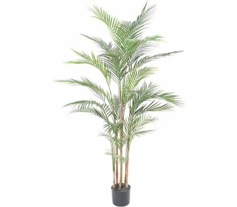 Areca palma, 150cm