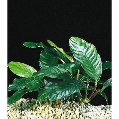 Anubias cofeifolia 10 ks