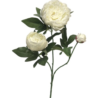Pivoňka - Paeonia 'Duchesse de Luemours' (spray) krémová 70 cm