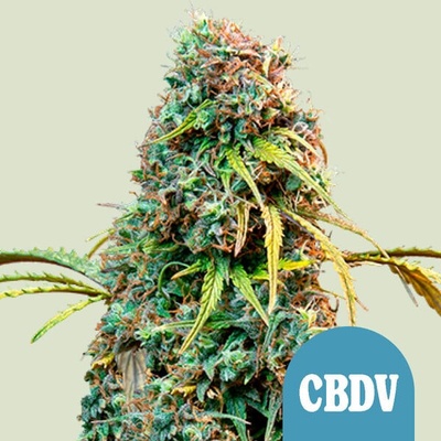 Royal Queen Seeds Royal CBDV Automatic semienka neobsahujú THC 100 ks