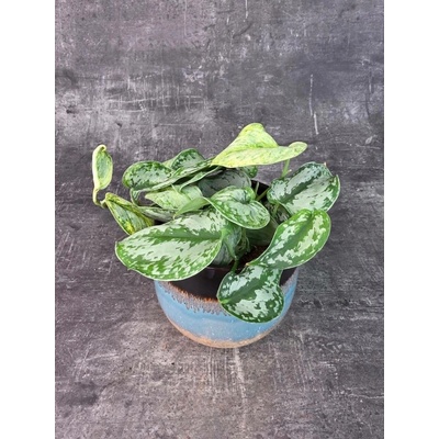 Scindapsus Peasun 12 cm (Převislá pokojovka s kožovitými listy) – Zbozi.Blesk.cz
