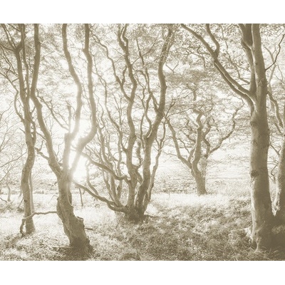 IFSH4-072 Fototapeta vliesová Bleached Birch rozměry 400x250 cm