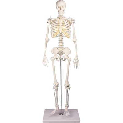 Kostra člověka Tom 80 cm