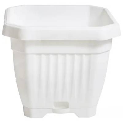 САКСИЯ РЕБРА - ОСМОЪГЪЛНА 17/17 Б--- (34694)