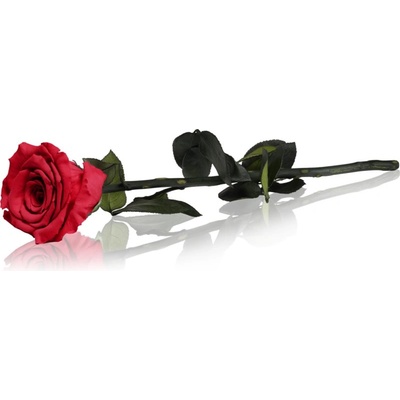 RoseAmor Red стабилизирана роза стрък 30 см