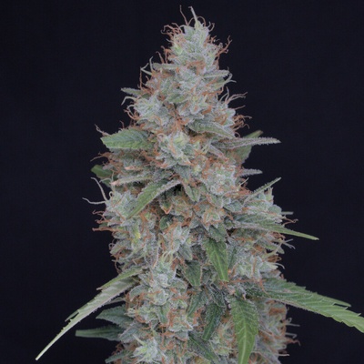 Pure Instinto Honeyed Cream Dream semienka neobsahujú THC 3 ks
