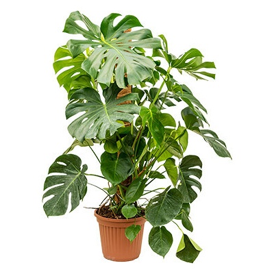 Gardners Monstera deliciosa s kokosovou vzpěrou, průměr 27 cm Monstera skvostná