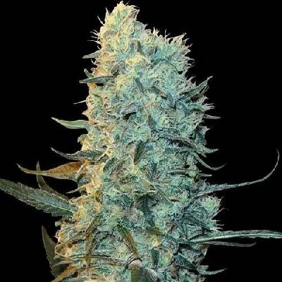 Spliff Seeds Power Plant semena neobsahují THC 5 ks