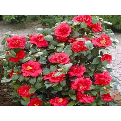 Kamélia japonská Lady Campbell, výška 30-50 cm, kvetináč 4 l