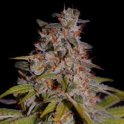 G13 Labs Seeds Honey Papaya Semená neobsahujú THC 5 ks