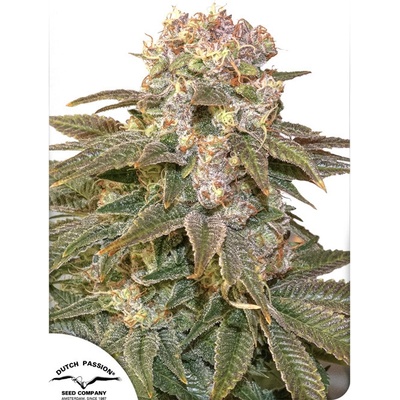 Dutch Passion C-Vibez semena neobsahují THC 10 ks