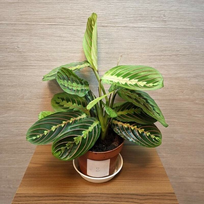 Maranta Leuconeura Fascinator č2