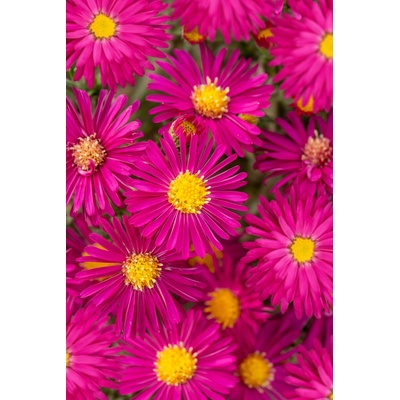 Aster novi-belgii CRIMSON BROCADE - hvězdnice, astra