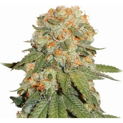 Nirvana Orange Bud regular semienka neobsahujú THC 10 ks