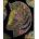 Stepp Velvet coloring page 47x35 Zebra