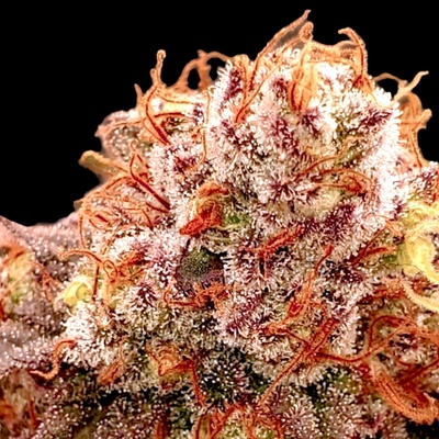 B-S-B Genetics Banana Split Auto semienka neobsahujú THC 5 ks