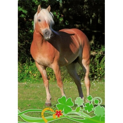 Pohlednice Kůň 62 – Zboží Mobilmania