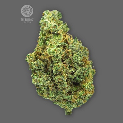 The Bulldog Seeds Wedding Cake semienka neobsahujú THC 3 ks