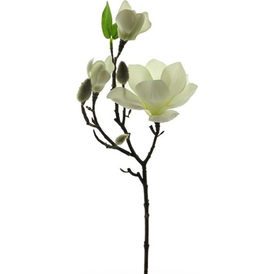 Magnolie - Magnolia (spray) 'Lester' krémová 50 cm