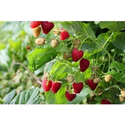 Malina červená veľkoplodá (Rubus idaeus) ´DELNIWA´ - výška 20-30 cm, kont. C1,5L
