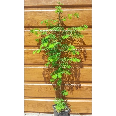 Metasekvoja čínska (Metasequoia glyptostroboides) výška 30-60cm