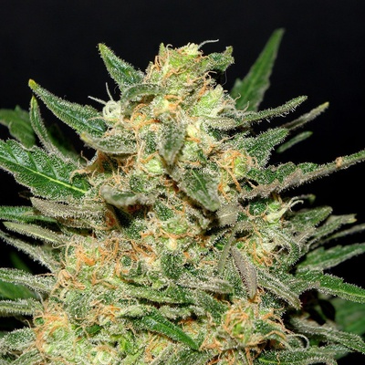 Kannabia Seeds Thai Fantasy semena neobsahují THC 10 ks