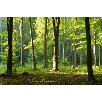 Dimex MS-5-1849 Vliesová fototapeta Ranní procházka lesem rozměry 375 x 250 cm