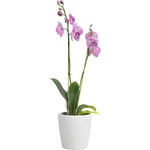 Artevasi Керамична саксия за цветя ø 14 cm Thalia - Artevasi (ZAC-836257)