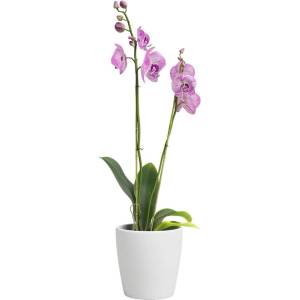 Artevasi Керамична саксия за цветя ø 14 cm Thalia - Artevasi (ZAC-836257)