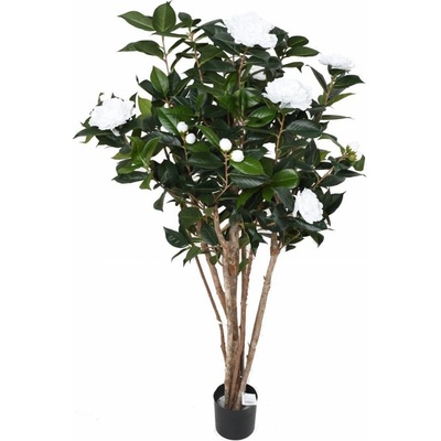 CAMELIA JAPONICA DOUBLE NEW KEŘ bílá, 130cm