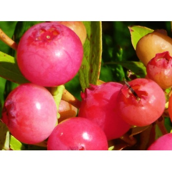 Čučoriedka kanadská Pink marmalade 20-30 cm, kont. p12