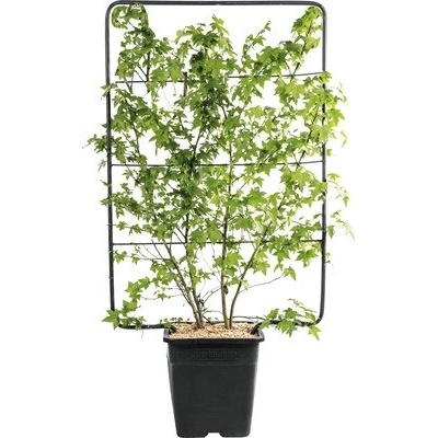 Ambrovník západný na špalieri FloraSelf Liquidambar styraciflua výška cca 120 cm, šírka 80 cm kvetináč 30 l