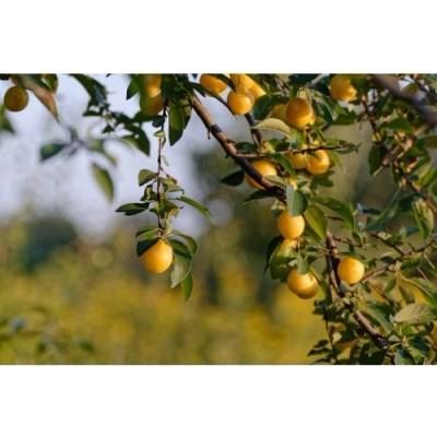 Slivka japonská (Prunus salicina) ´SHIRO´ - skorá, výška 150-180 cm, voľnokorenná